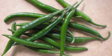 Especialistas del Inifap desarrollan chile serrano con mayor resistencia a enfermedades