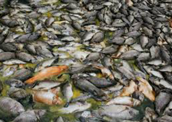 Ganadería y pesca, víctimas de la contaminación por cambio climático