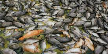 Ganadería y pesca, víctimas de la contaminación por cambio climático