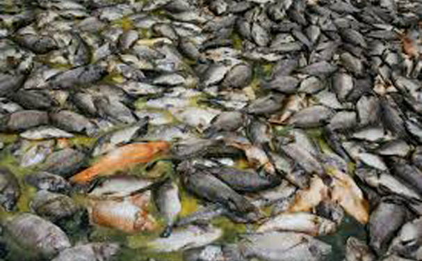Ganadería y pesca, víctimas de la contaminación por cambio climático