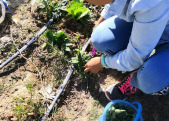 Mujeres cultivan hortalizas en penal de Oaxaca