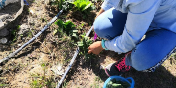 Mujeres cultivan hortalizas en penal de Oaxaca