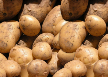 México mantiene cerrada la frontera a papa de EEUU