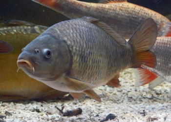 Productos de granjas más pequeñas ganan popularidad en China