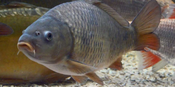 Productos de granjas más pequeñas ganan popularidad en China