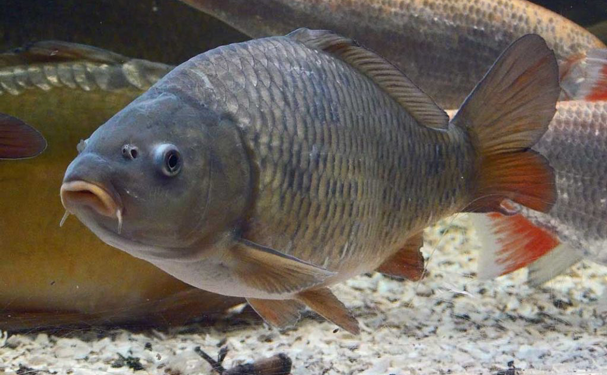 Productos de granjas más pequeñas ganan popularidad en China