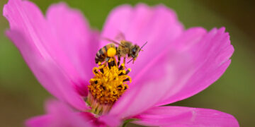 Pérdida de biodiversidad pone en riesgo la producción de alimentos