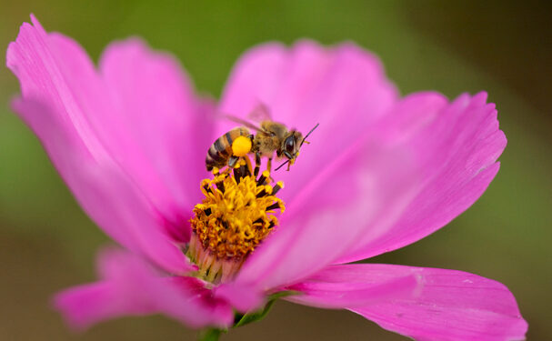 Pérdida de biodiversidad pone en riesgo la producción de alimentos