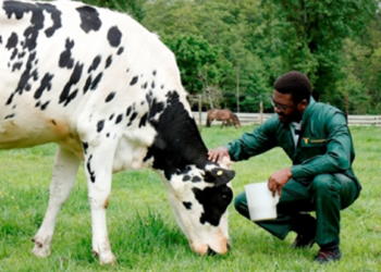 Alemania debe mejorar en etiquetado de bienestar animal