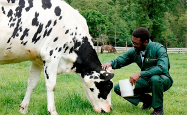 Alemania debe mejorar en etiquetado de bienestar animal