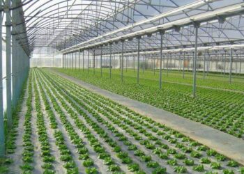 Querétaro solicita a la federación 10.5 mdp para invernaderos