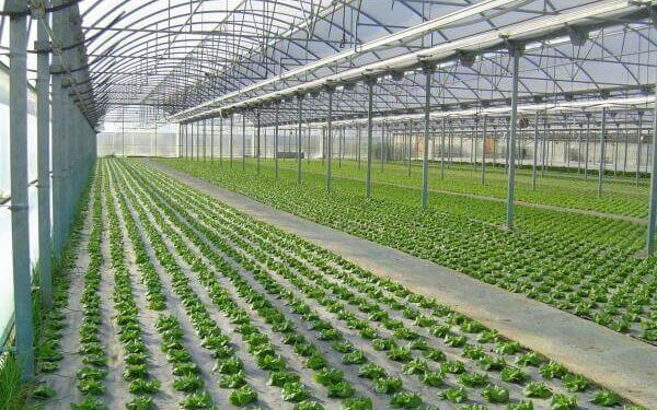 Querétaro solicita a la federación 10.5 mdp para invernaderos