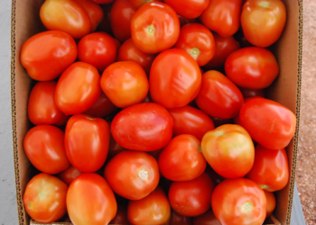 Advierten productores riesgo en exportación de tomate mexicano