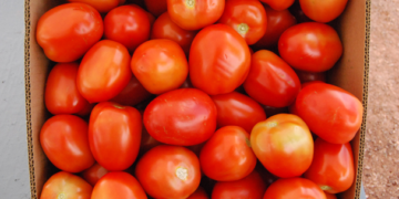 Advierten productores riesgo en exportación de tomate mexicano
