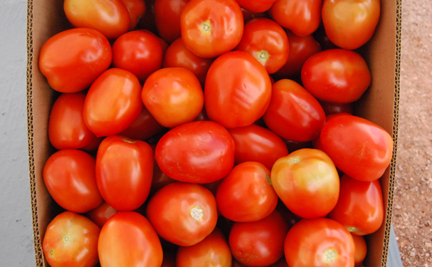 Advierten productores riesgo en exportación de tomate mexicano