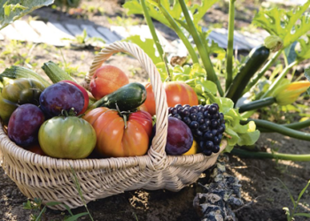 Buenas razones para comprar alimentos ecológicos