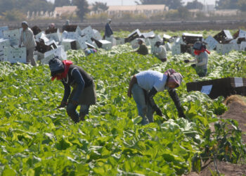 Canadá ofrece empleo a migrantes mexicanos