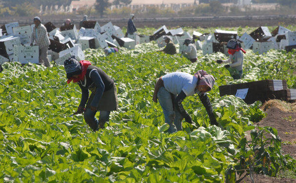 Canadá ofrece empleo a migrantes mexicanos