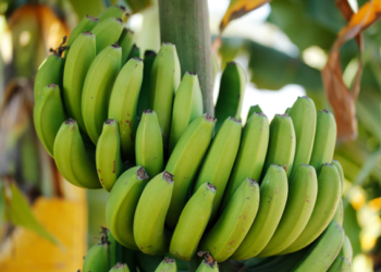 Colima exporta plátano orgánico certificado