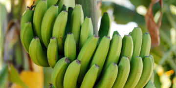 Colima exporta plátano orgánico certificado