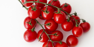 Colombia desarrolla la planta de tomate más pequeña del mundo