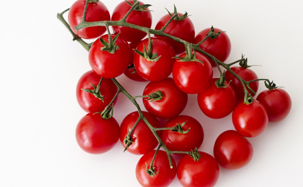 Colombia desarrolla la planta de tomate más pequeña del mundo