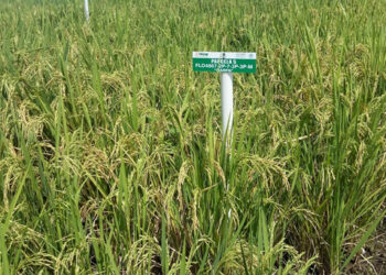 Desarrollan Sader e Inifap proyecto nacional de semillas mejoradas de arroz