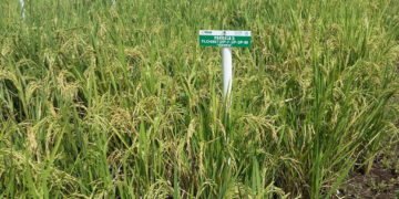 Desarrollan Sader e Inifap proyecto nacional de semillas mejoradas de arroz