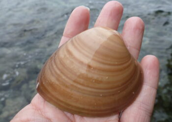 El IPN promueve cultivo de moluscos en granjas de Sinaloa