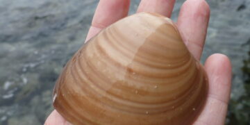 El IPN promueve cultivo de moluscos en granjas de Sinaloa