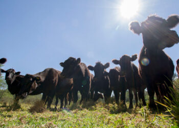Emite la Secretaría de Hacienda reglas de operación para aseguramiento agropecuario