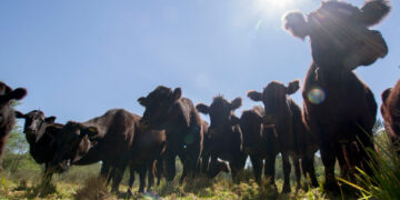 Emite la Secretaría de Hacienda reglas de operación para aseguramiento agropecuario