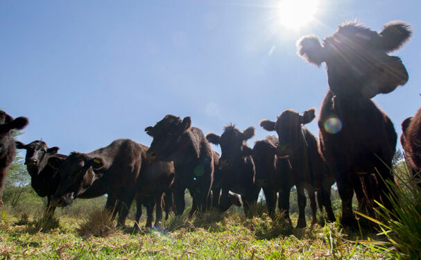 Emite la Secretaría de Hacienda reglas de operación para aseguramiento agropecuario