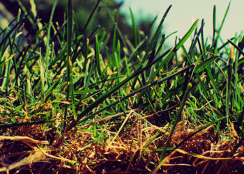 Especialista promueve transición hacia insumos orgánicos