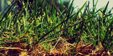 Especialista promueve transición hacia insumos orgánicos