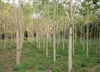 Especialistas del Inifap desarrollan cedro rojo para proyectos de reforestación