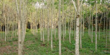 Especialistas del Inifap desarrollan cedro rojo para proyectos de reforestación