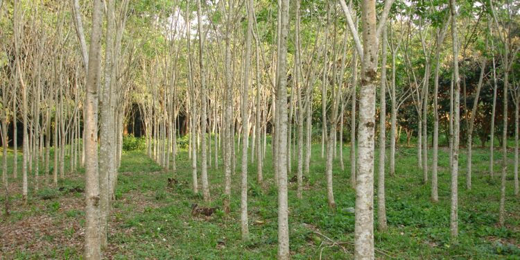 Especialistas del Inifap desarrollan cedro rojo para proyectos de reforestación