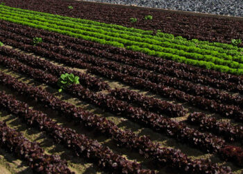 Francia apuesta por una agricultura con menos fitosanitarios