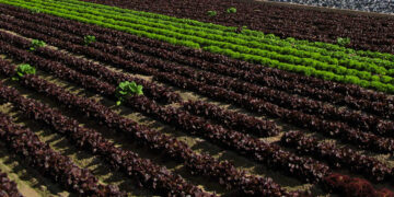 Francia apuesta por una agricultura con menos fitosanitarios