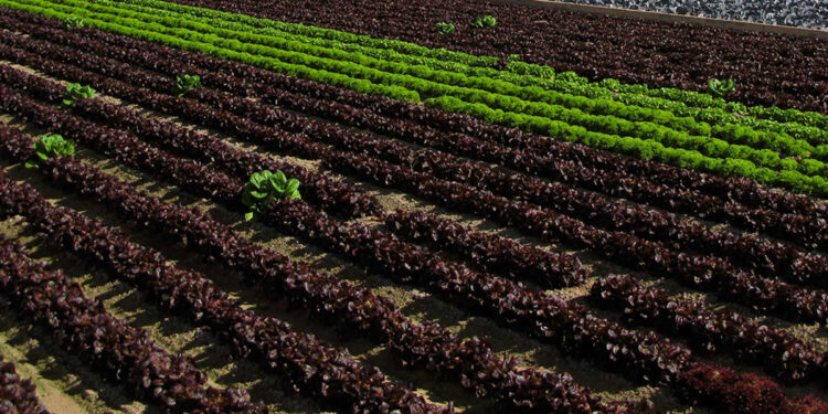 Francia apuesta por una agricultura con menos fitosanitarios