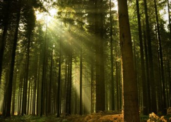 Gobierno de la CDMX invertirá 1000 mdp en suelo de conservación