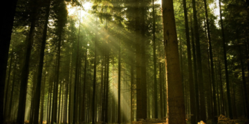 Gobierno de la CDMX invertirá 1000 mdp en suelo de conservación