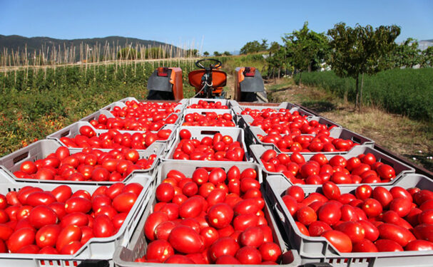 Graves afectaciones en caso de aumentar aranceles al jitomate mexicano