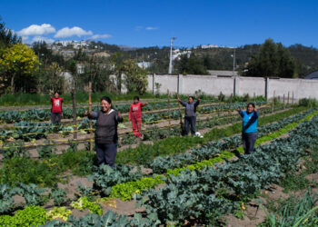 Huertos urbanos en las ciudades con mayor altitud