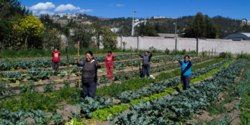 Huertos urbanos en las ciudades con mayor altitud