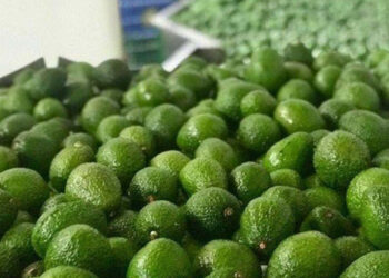 La WAO responde a la preocupación ambiental sobre el cultivo de aguacate