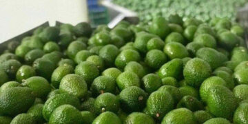 La WAO responde a la preocupación ambiental sobre el cultivo de aguacate