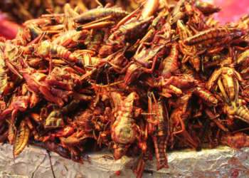 Las proteínas del futuro: insectos, leguminosas y algas