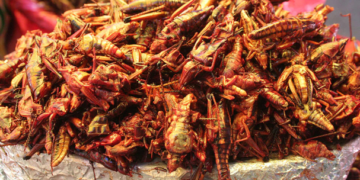 Las proteínas del futuro: insectos, leguminosas y algas